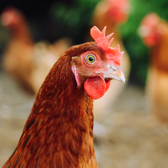 Chicken Scratch Power, A Cluck At The Lulz Programming Language